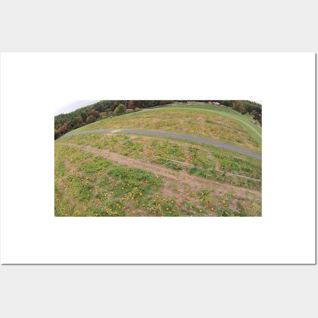 Arial Pumpkin Patch Photo from Drone Wall Art by PugDronePhotos